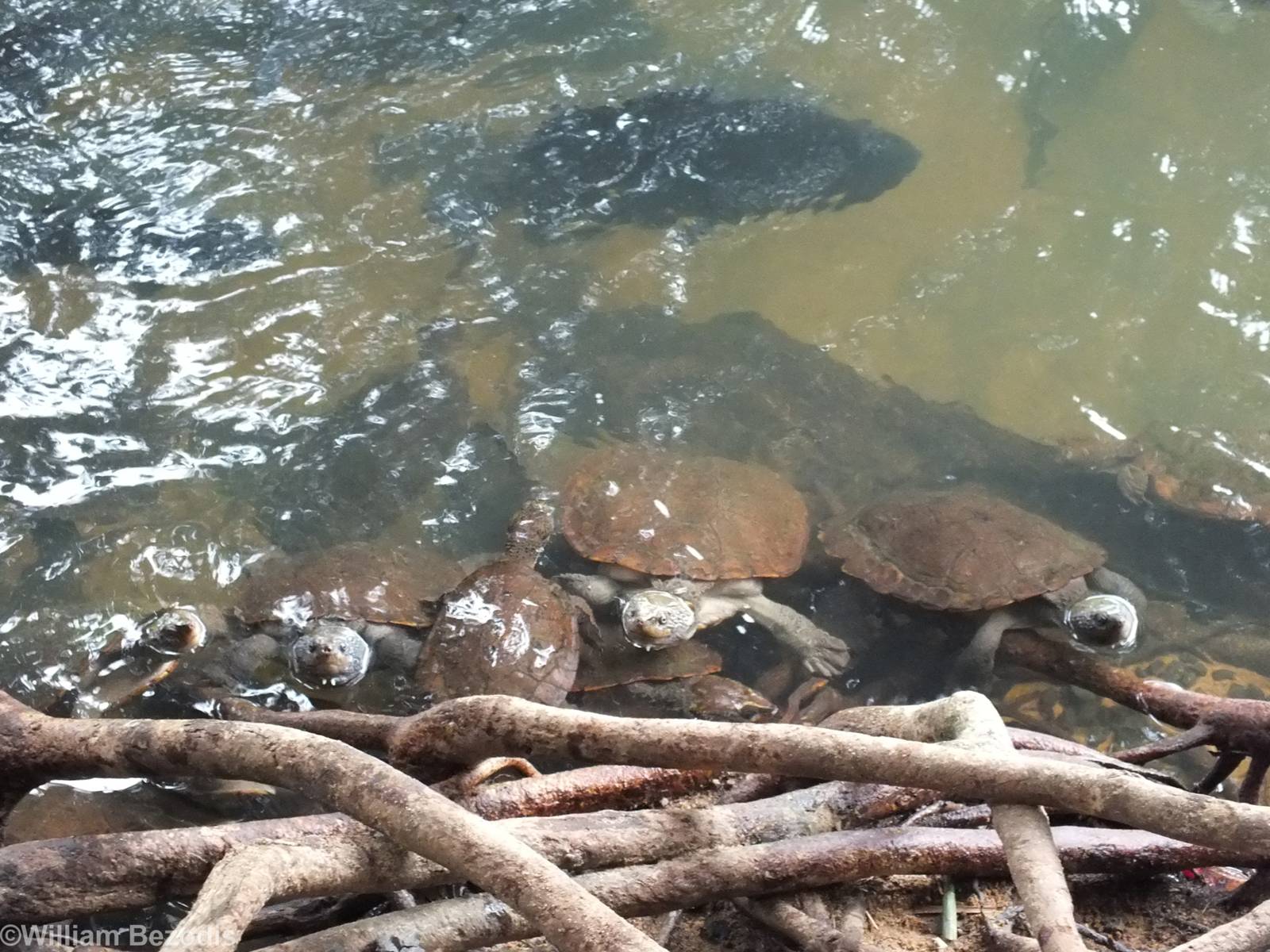 All Saw-shelled Turtles?