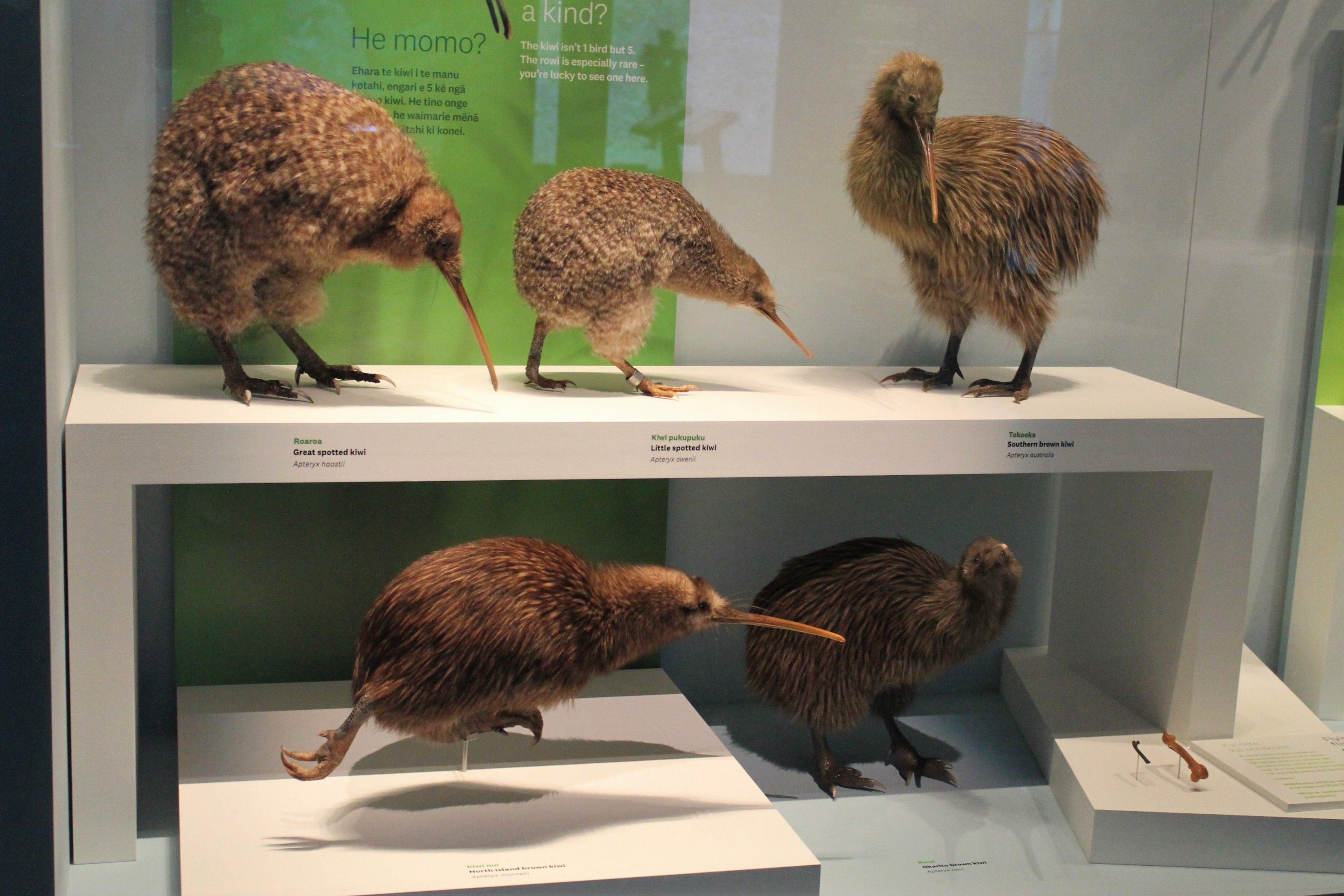All the kiwi species