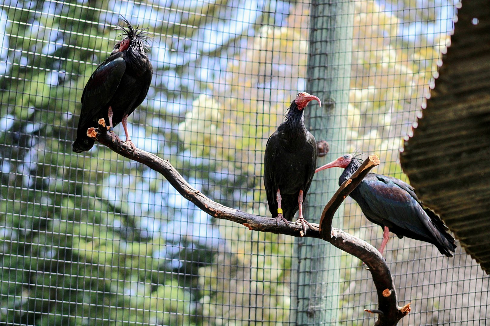 All Three Northern Bald (Waldrapp) Ibises [May 26, 2022]
