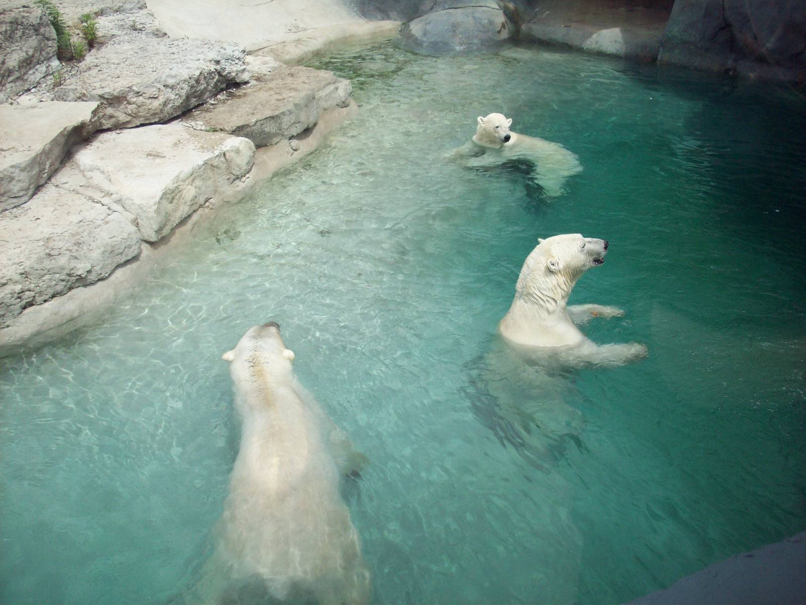 All Three Polar Bears. :-)