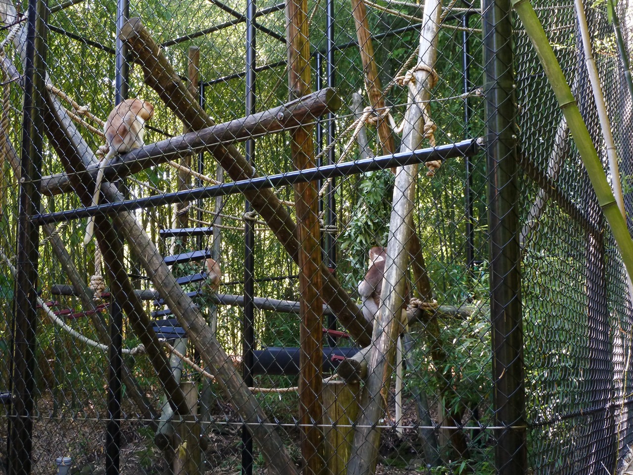 All three proboscis monkeys
