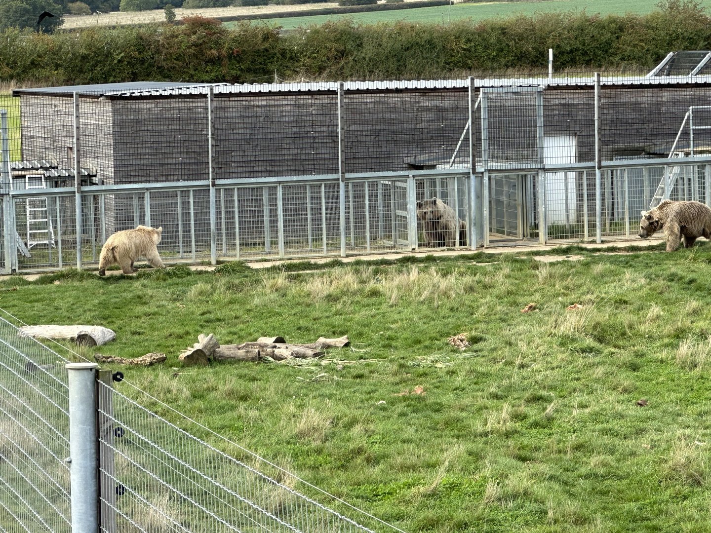 All Three Syrian Brown Bears at Hamerton Zoo Park (October 2023)