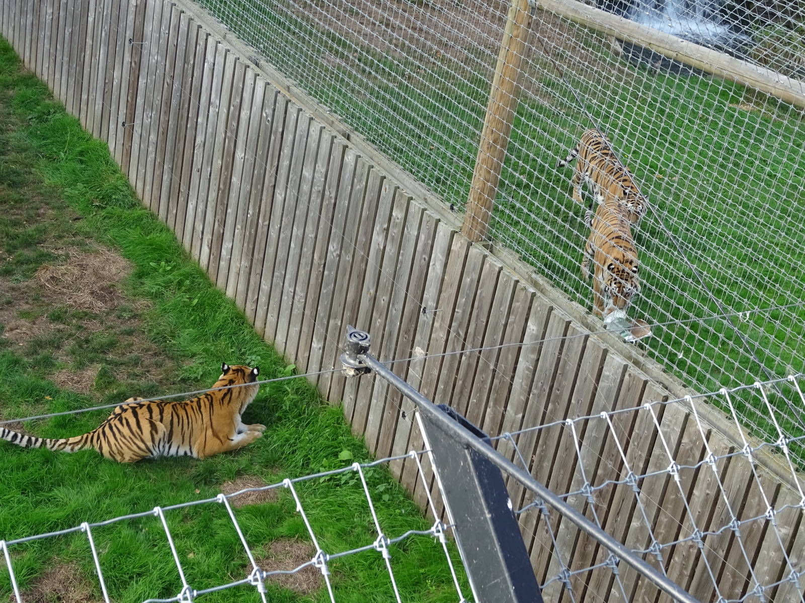 All Three Tigers at Yorkshire Wildlife Park