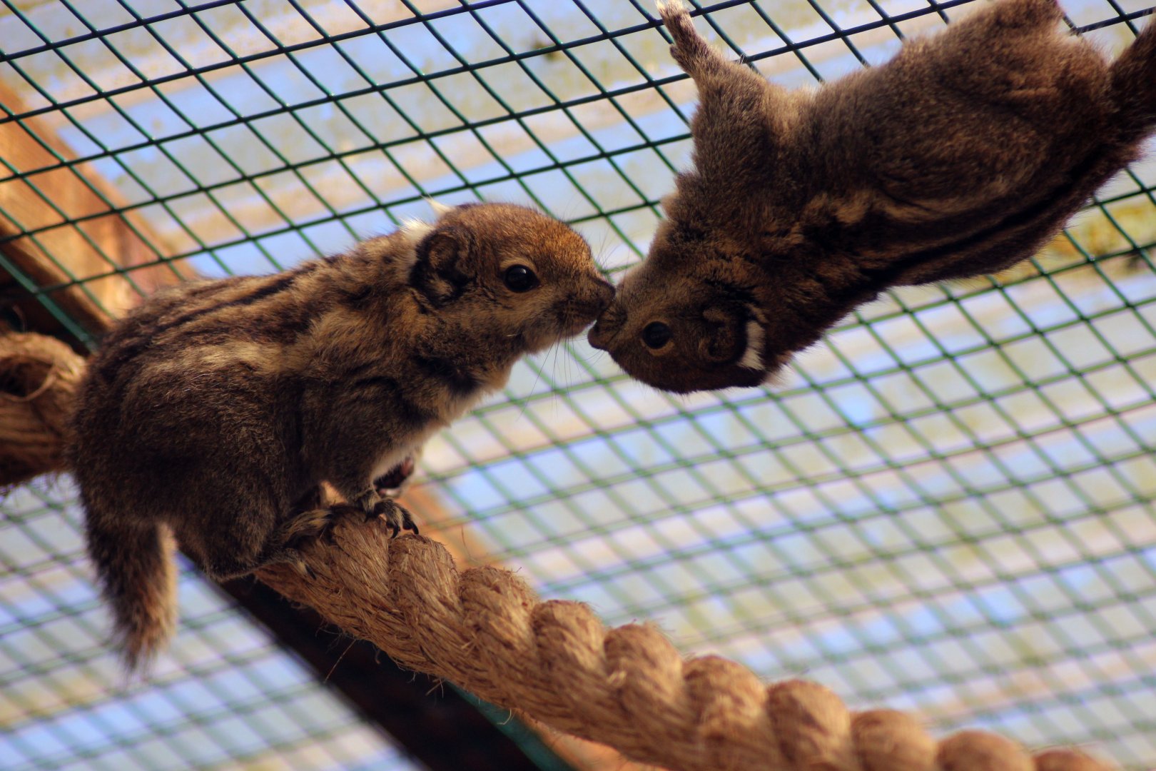 All you need is love. Taniops