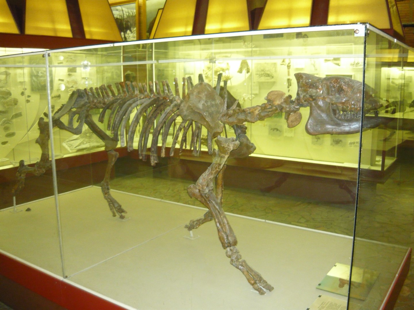 Allacerops turgaica skeleton