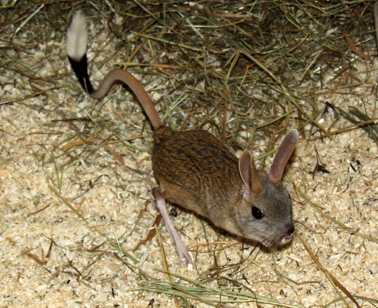 (Allactaga major) Great jerboa