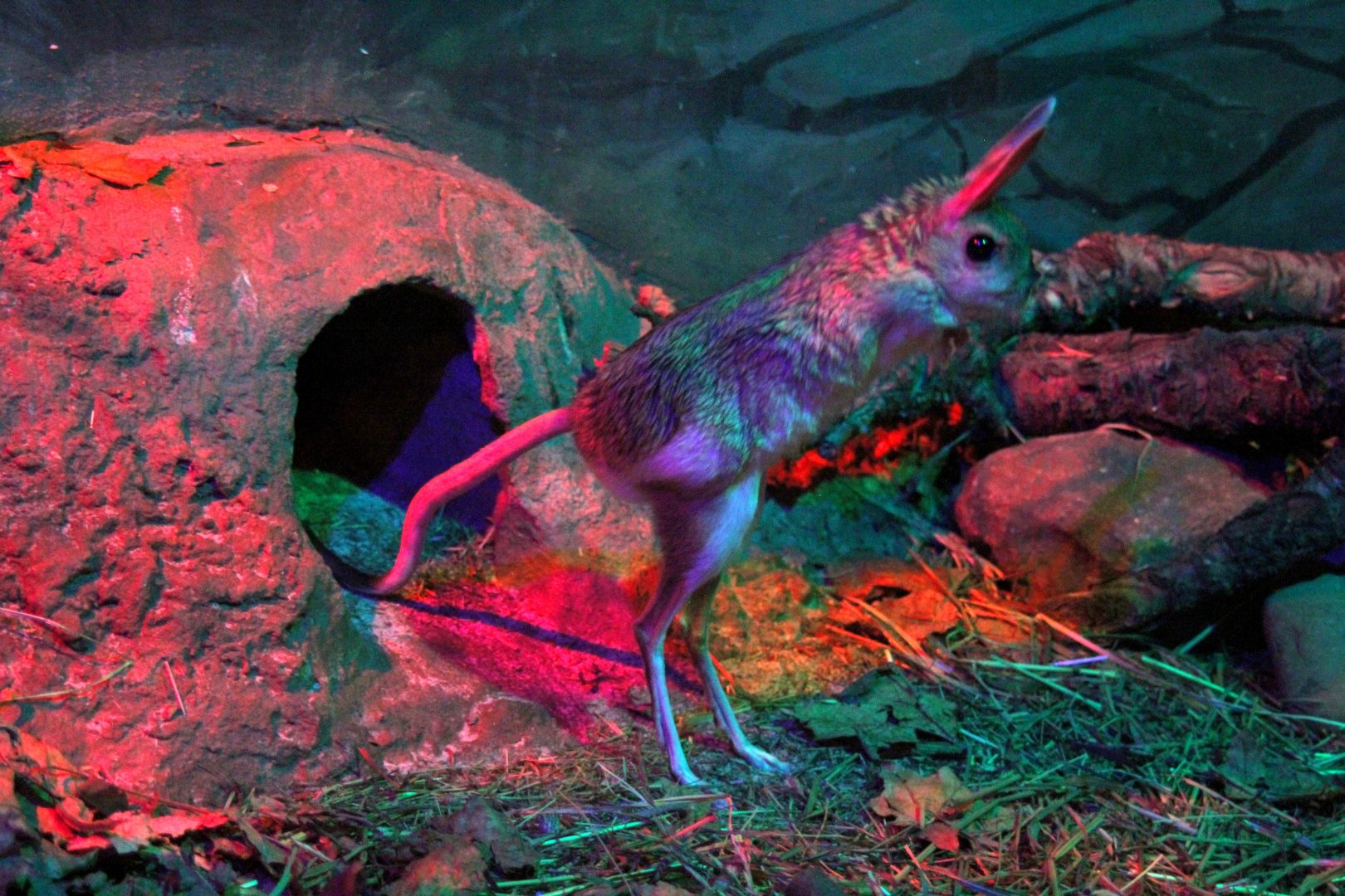 (Allactaga major) Great jerboa