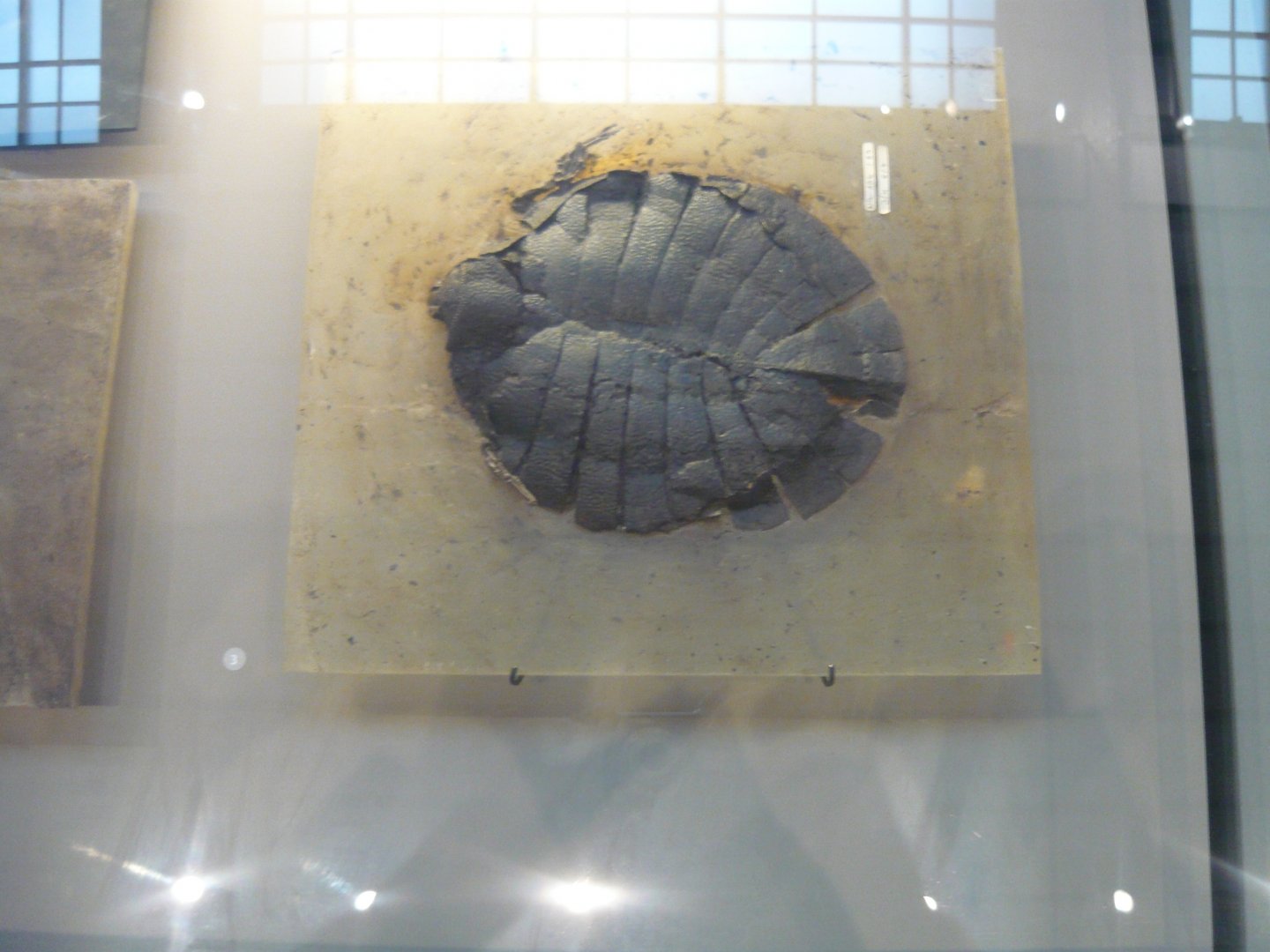 Allaeochelys crassesculptata