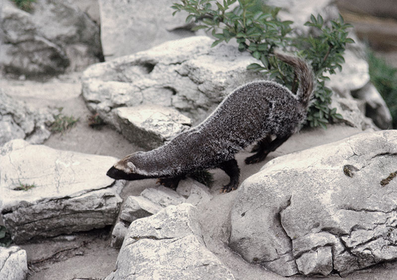 Allamand's grison 1973