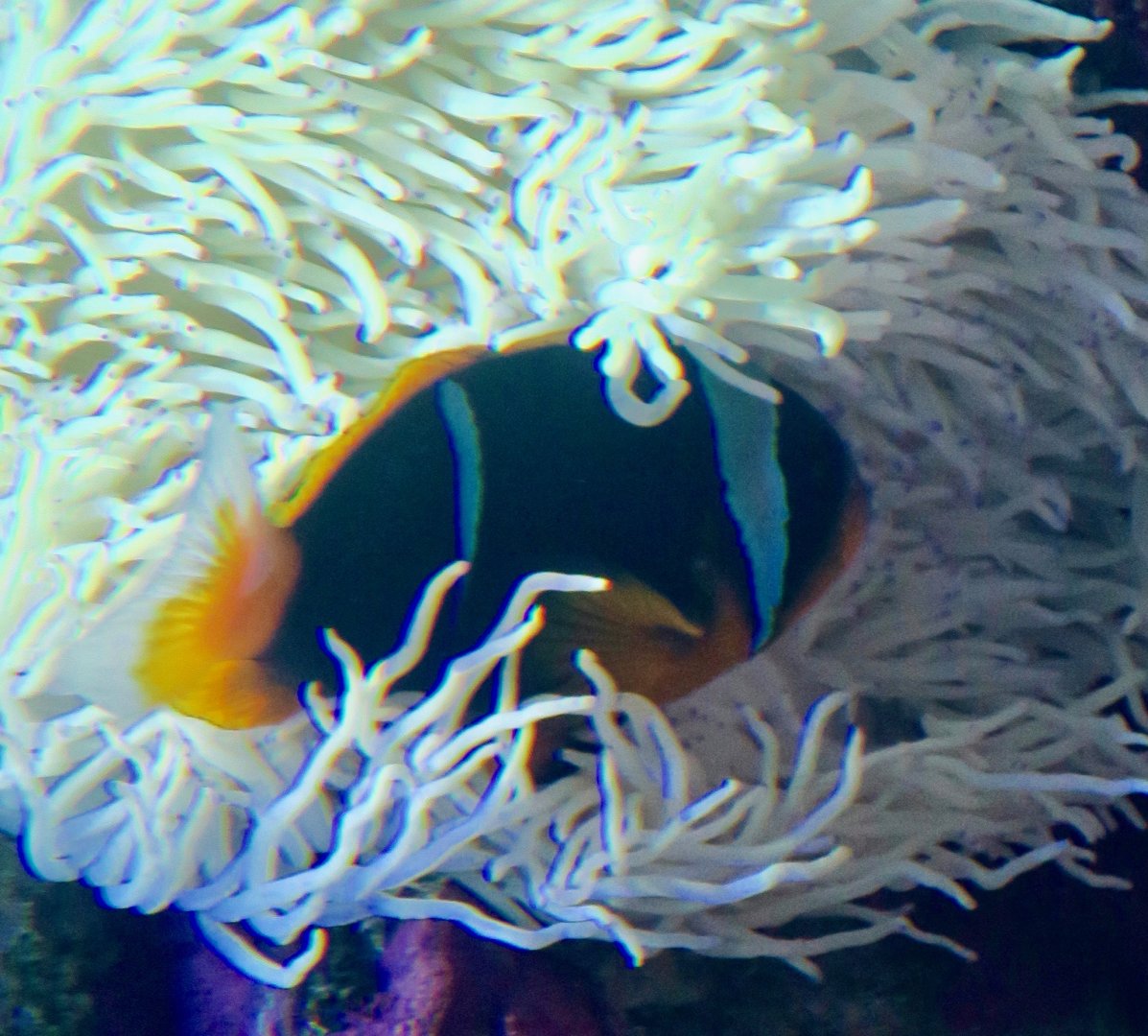 Allard's Clownfish (Amphiprion allardi)
