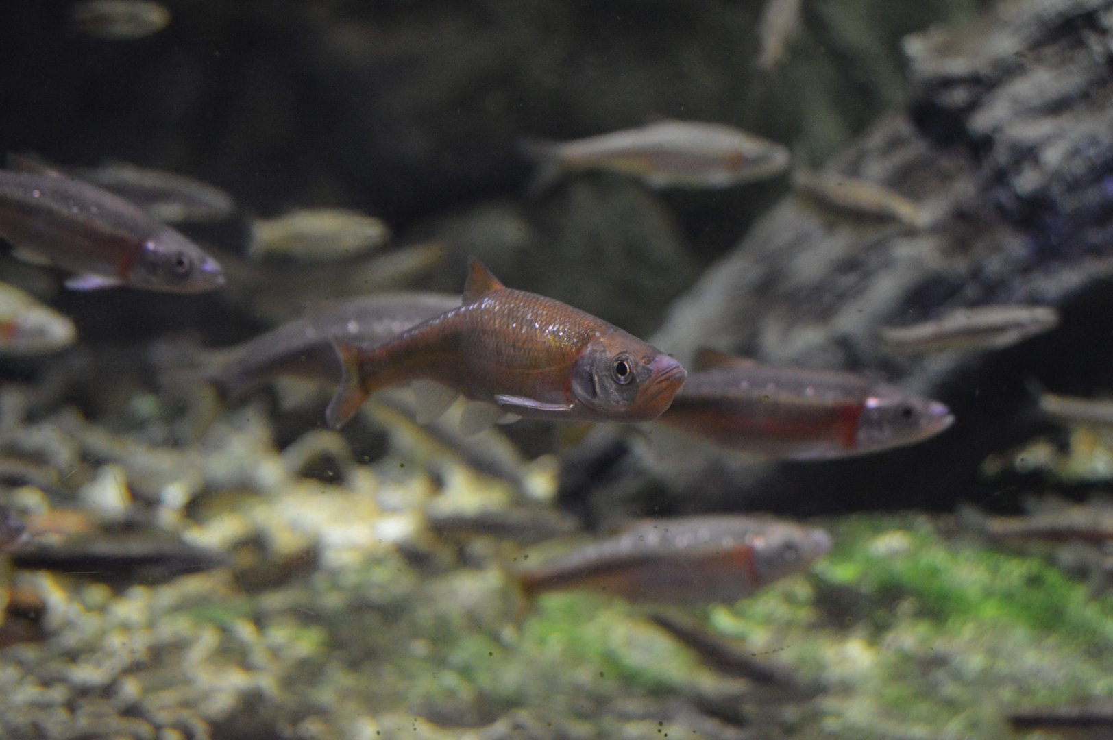 Alleghany Stream - Rosyside Dace (Clinostomus funduloides)