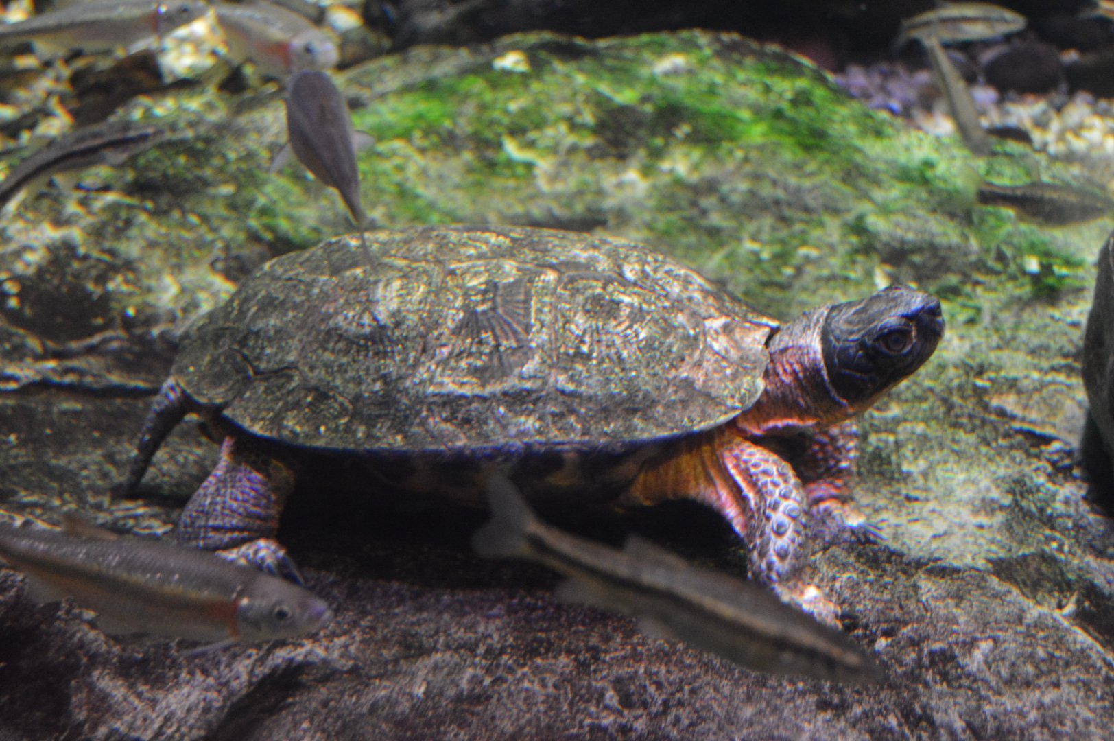 Alleghany Stream - Wood Turtle (Glyptemys insculpta)