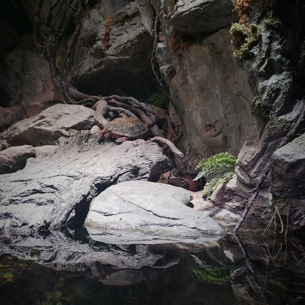 Alleghany Streamside