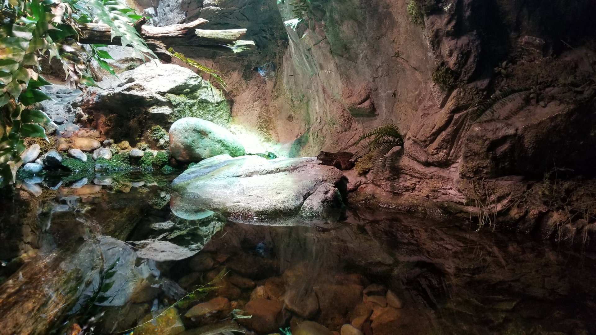 Allegheny Stream: American bullfrog