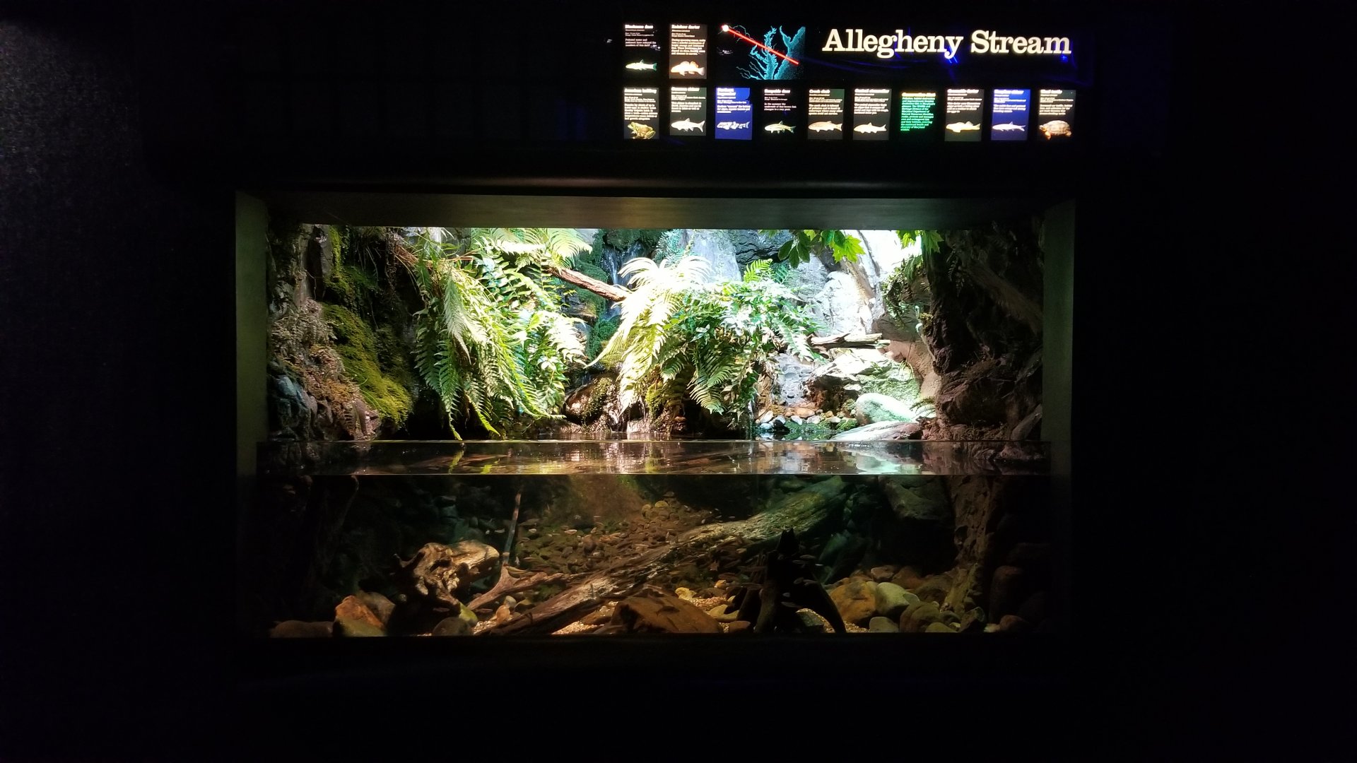 Allegheny Stream tank