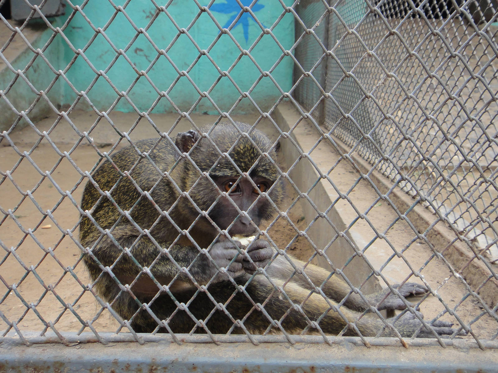 Allen?s swamp monkey (Allenopithecus nigroviridis)