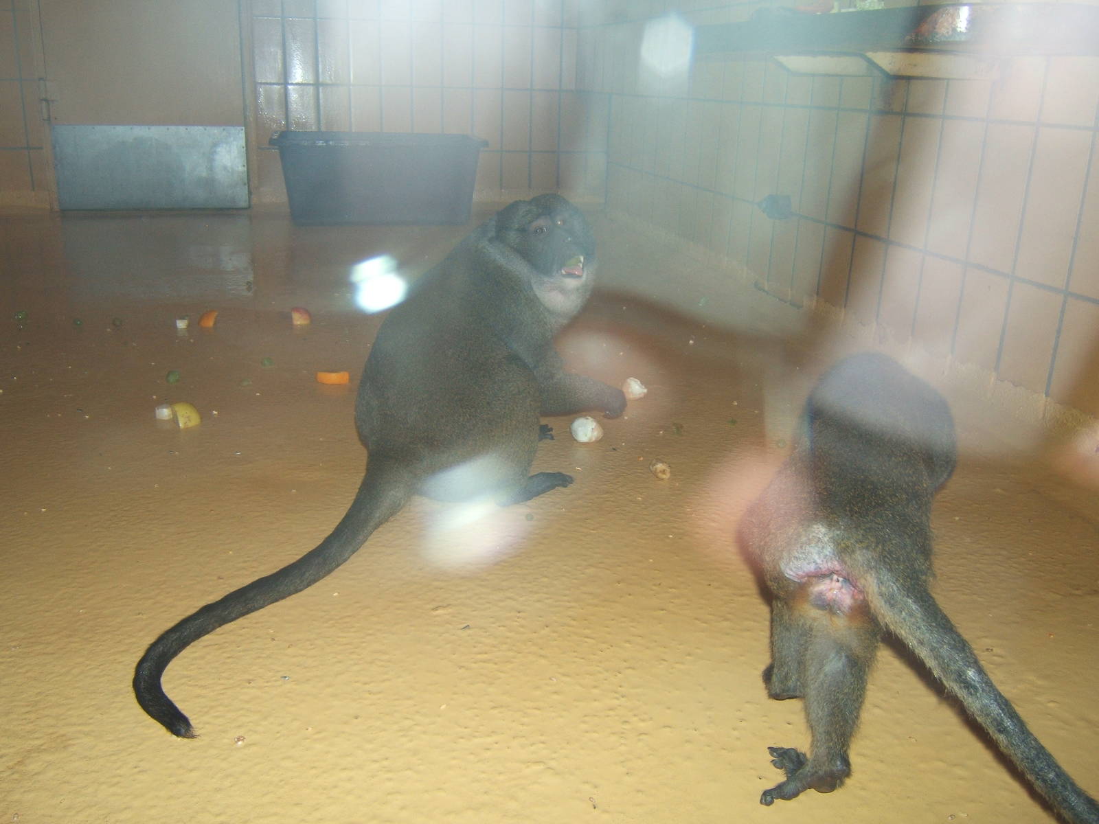 Allen`s Swamp Monkey