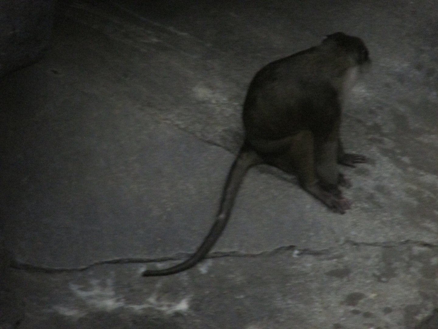 allen´s swamp monkey