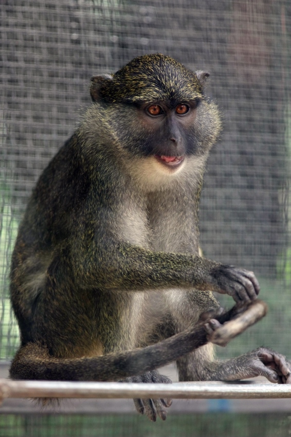 Allen swamp monkey