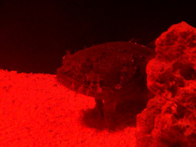 Allenbatrachus grunniens