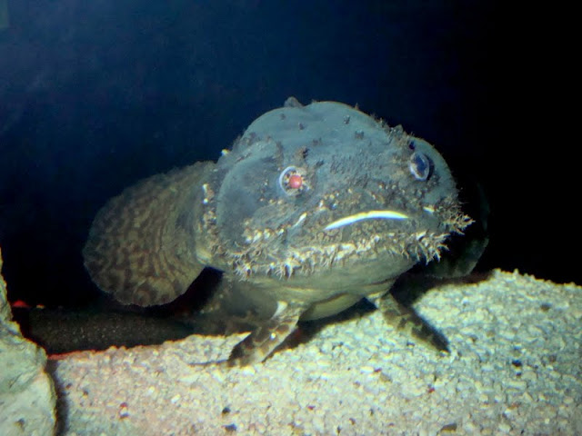 Allenbatrachus grunniens