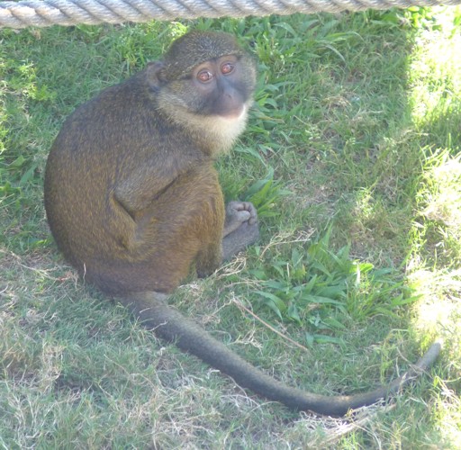 Allenopithecus nigroviridis