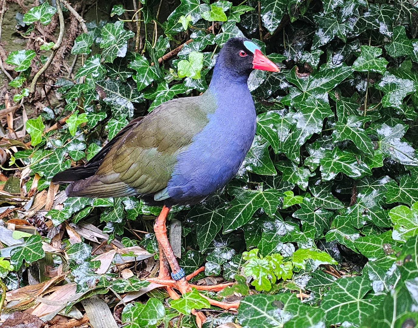 Allen's Gallinule at BestZoo