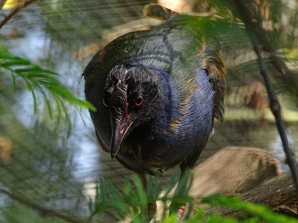 Allen's gallinule, may 2018