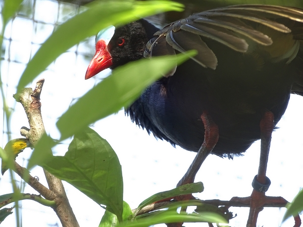 Allen's gallinule, may 2018