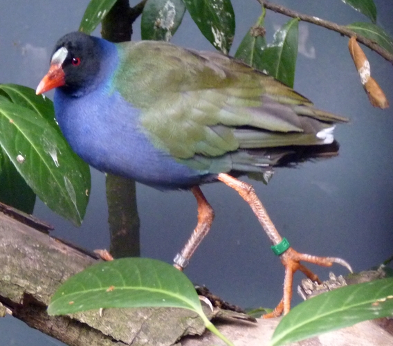 Allen's gallinule (Porphyrio alleni)