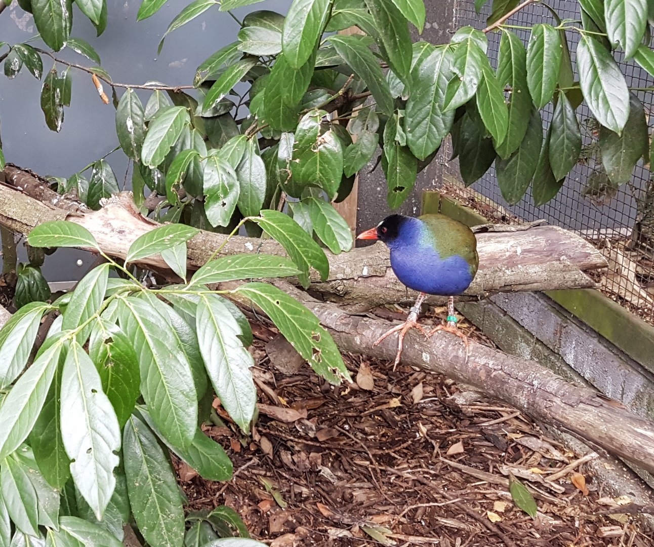 allen's gallinule (Porphyrio alleni)