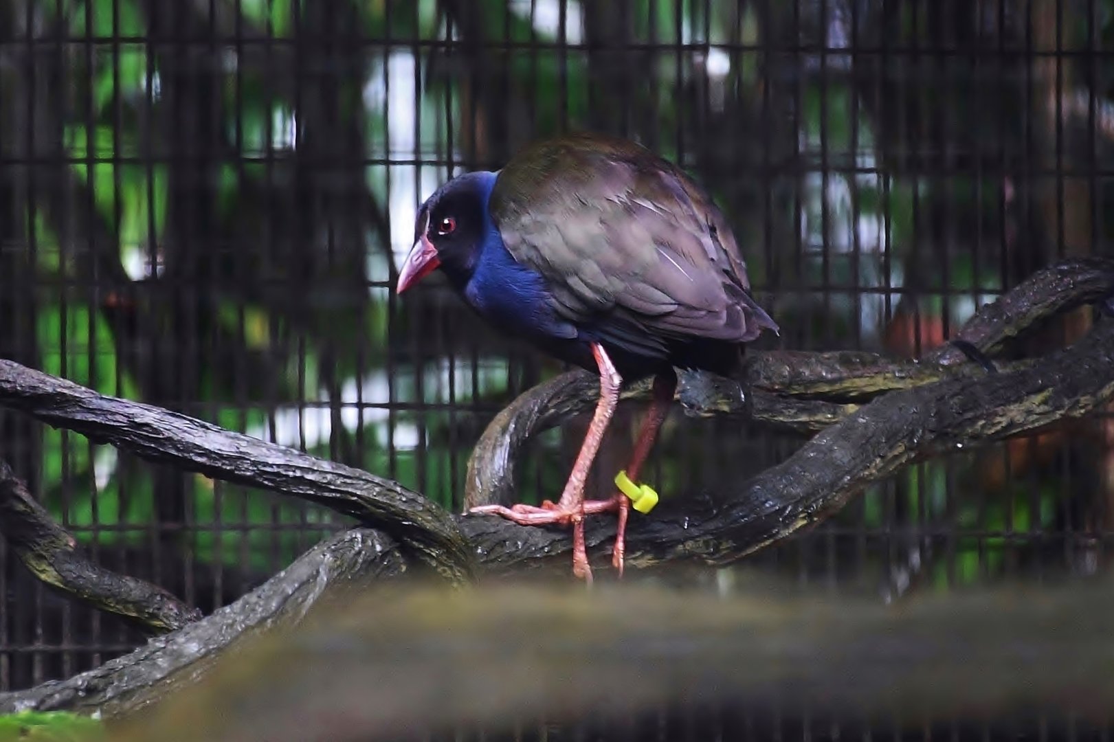 Allen's Gallinule (Porphyrio alleni)