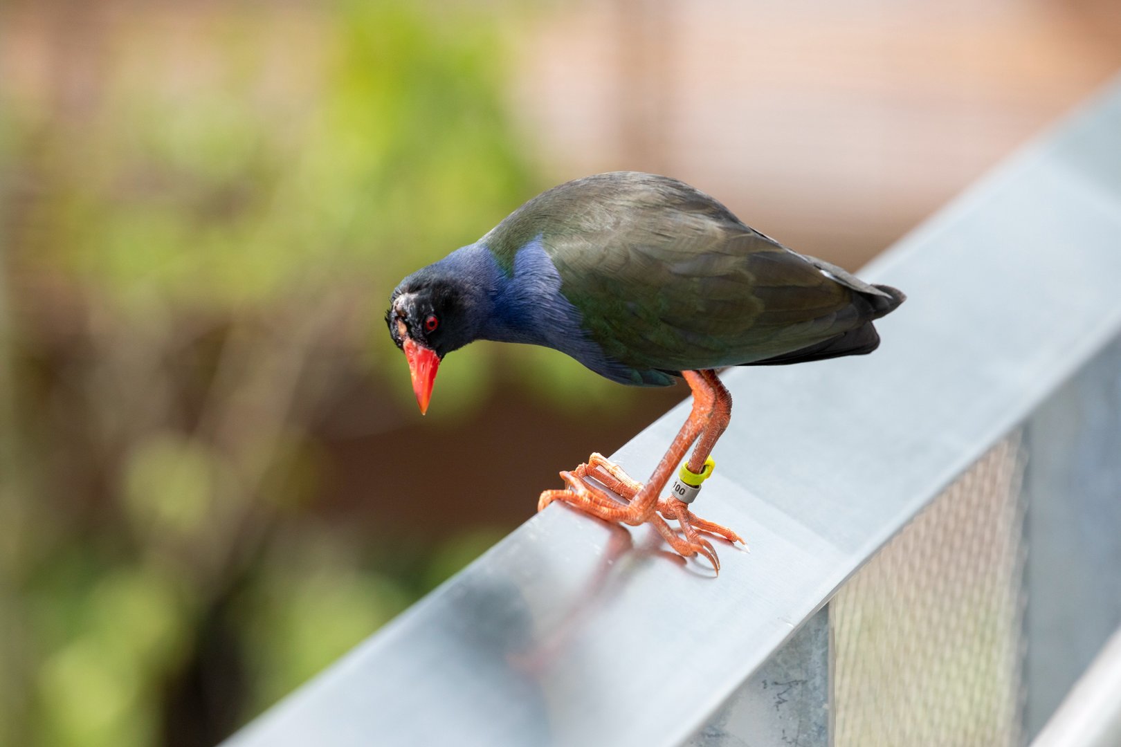 Allen's gallinule (Porphyrio alleni)