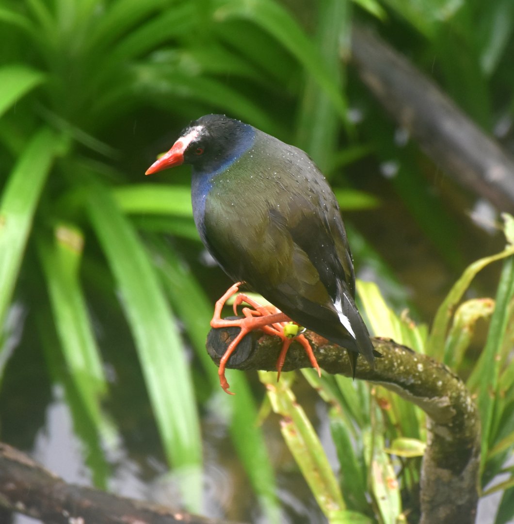 Allen's Gallinule (Porphyrio alleni)