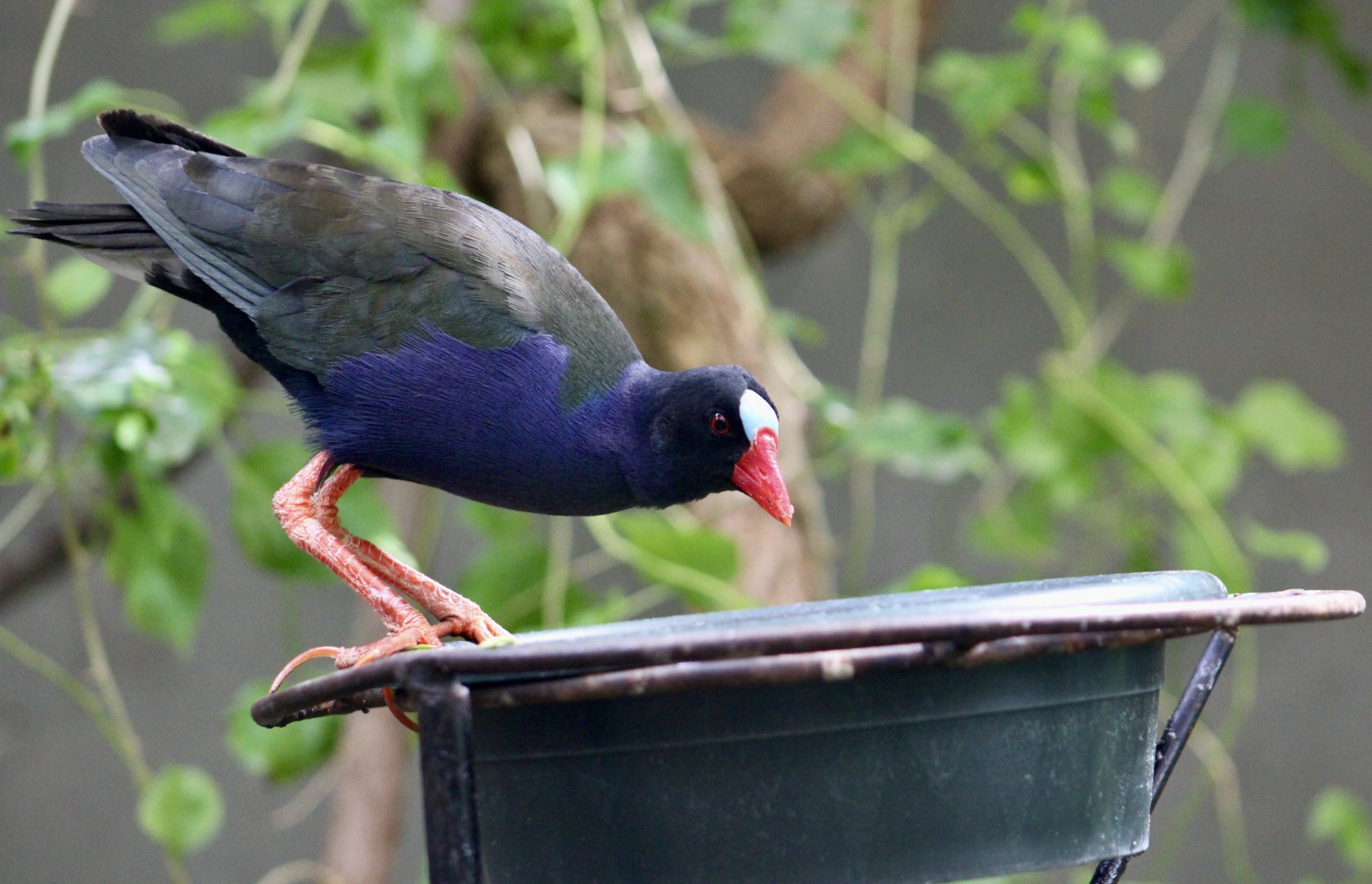 Allen's Gallinule (Porphyrio alleni)
