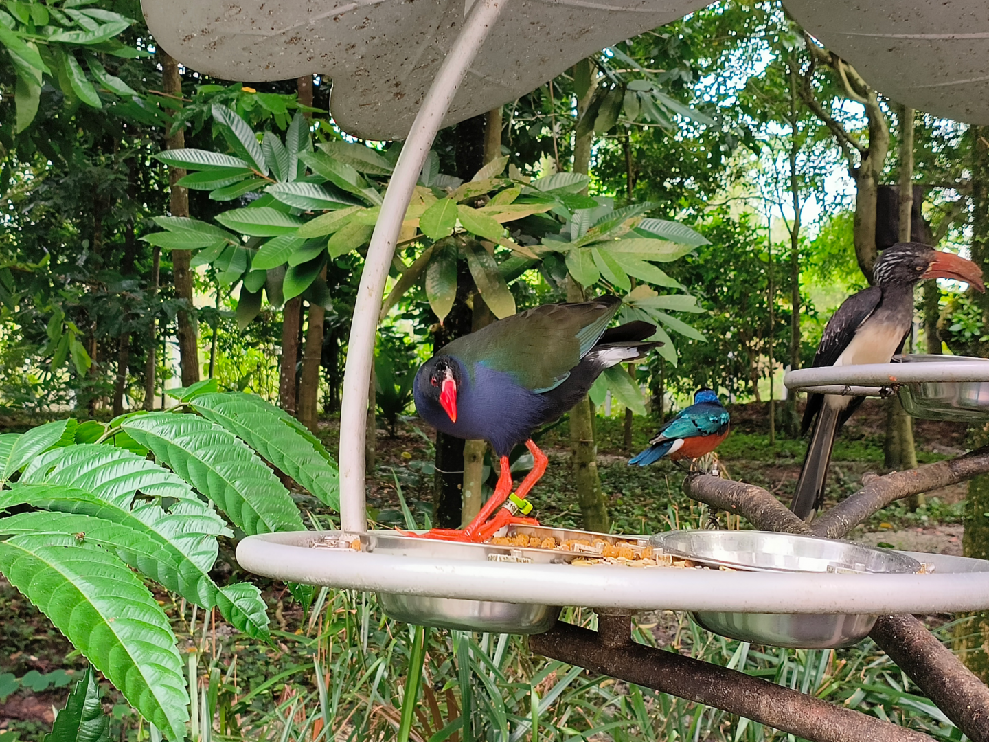 Allen's Gallinule (Porphyrio alleni)