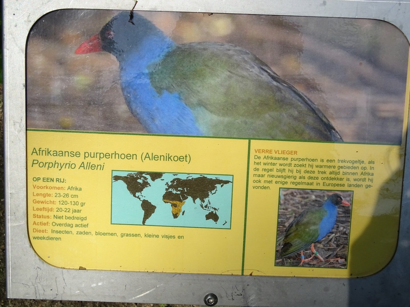 Allen's gallinule signage