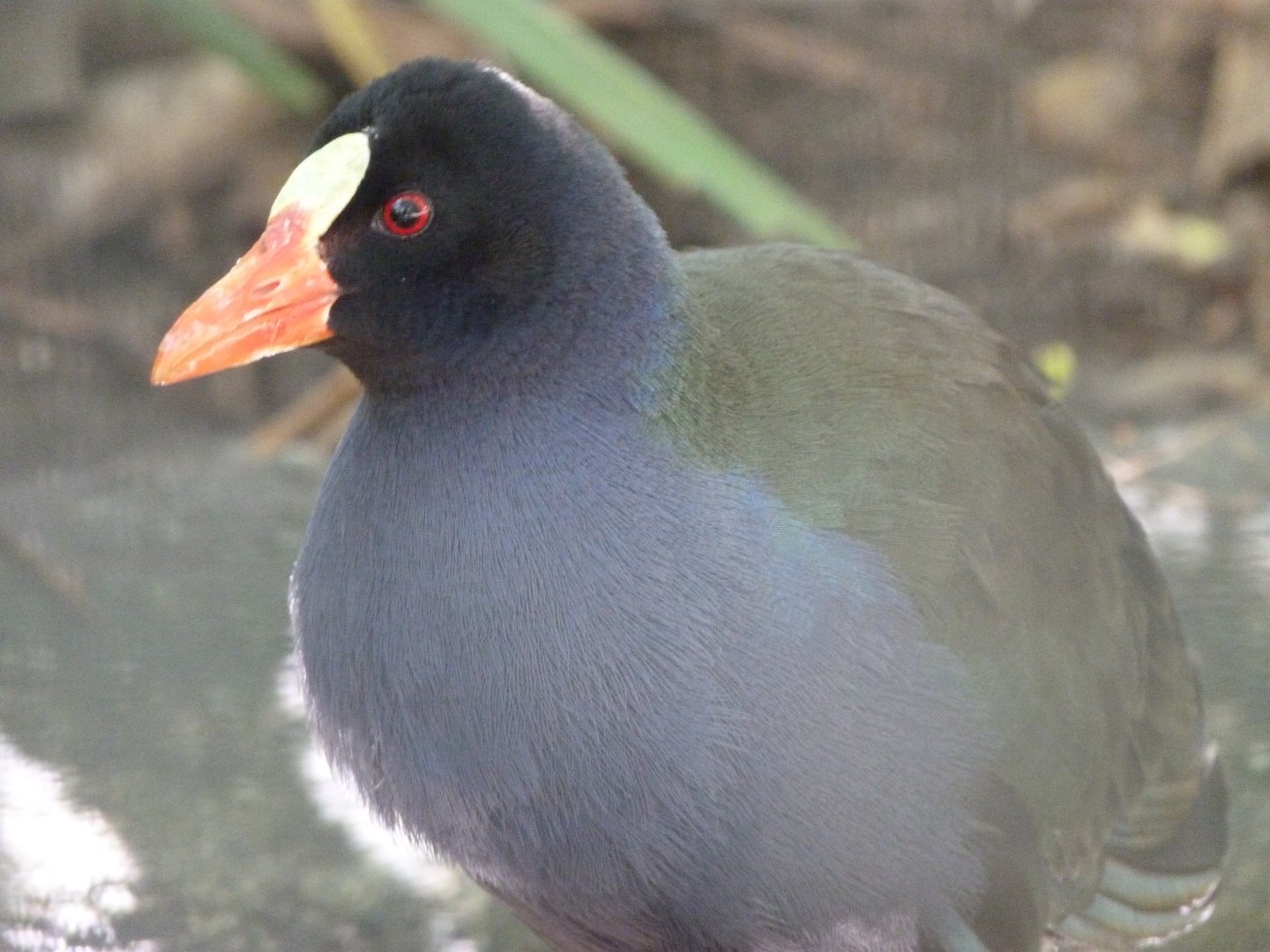 Allen's gallinule -Zoo Plzeň (2025)