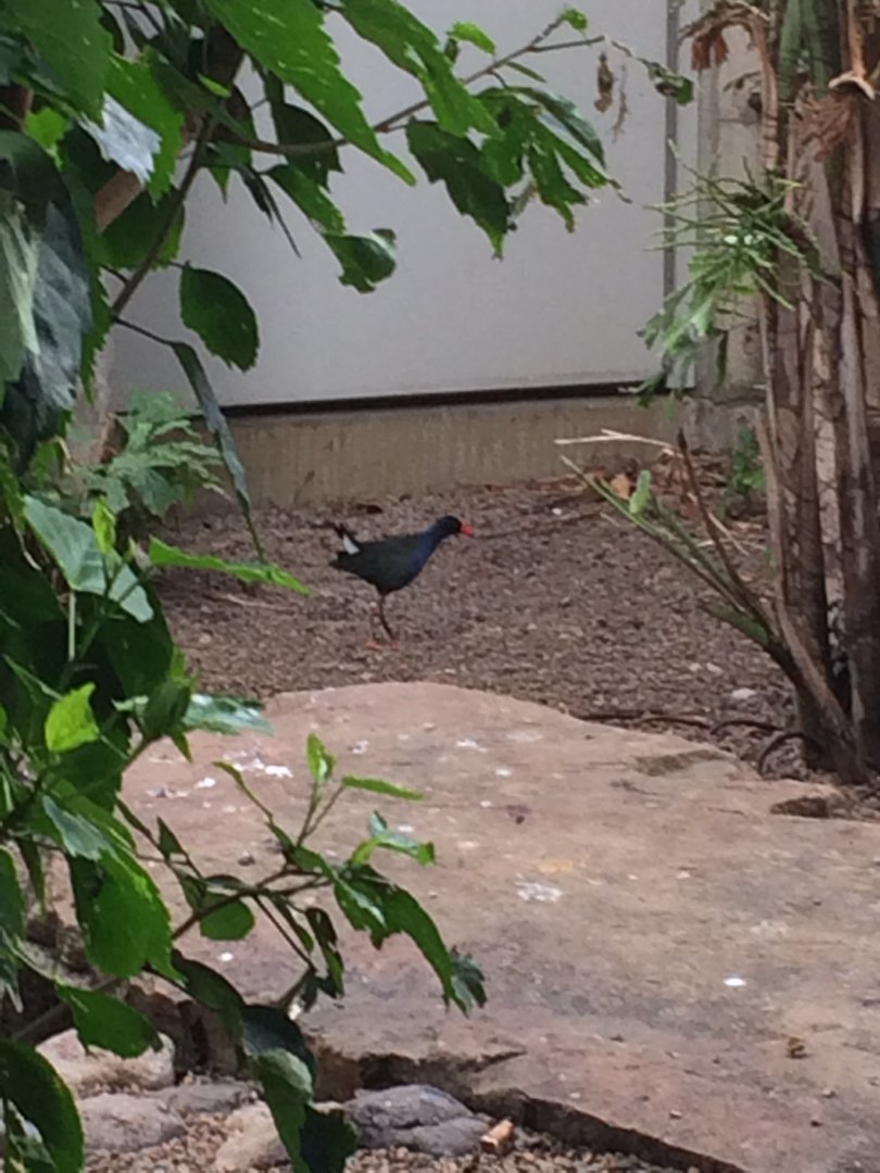 Allen’s Gallinule