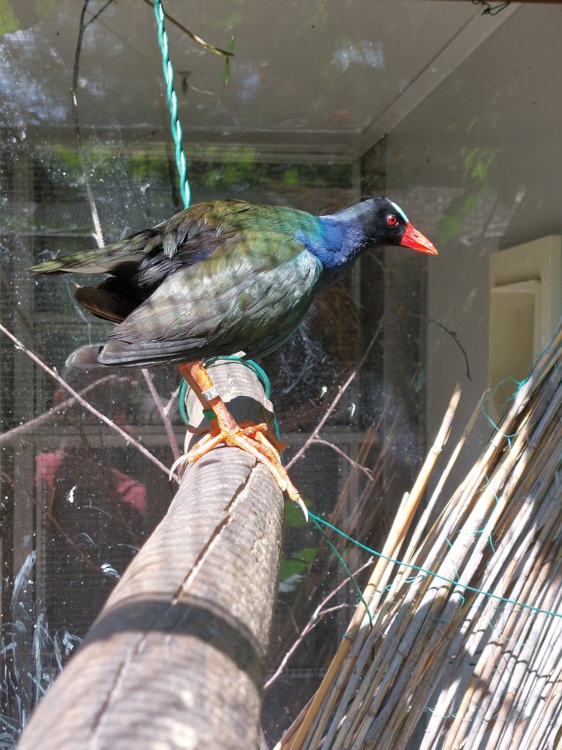 Allen's gallinule