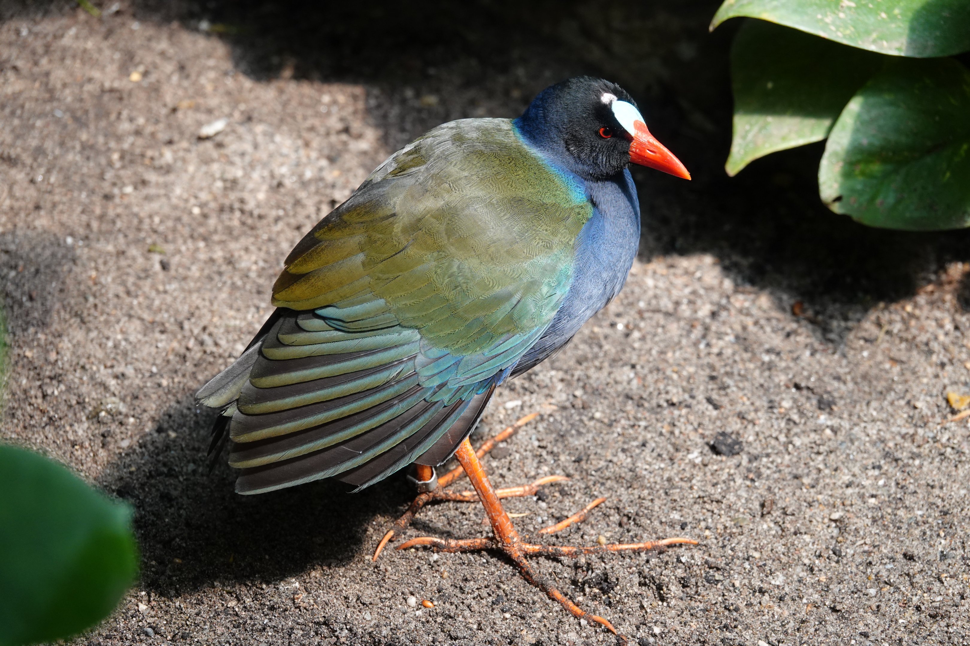 Allen's gallinule