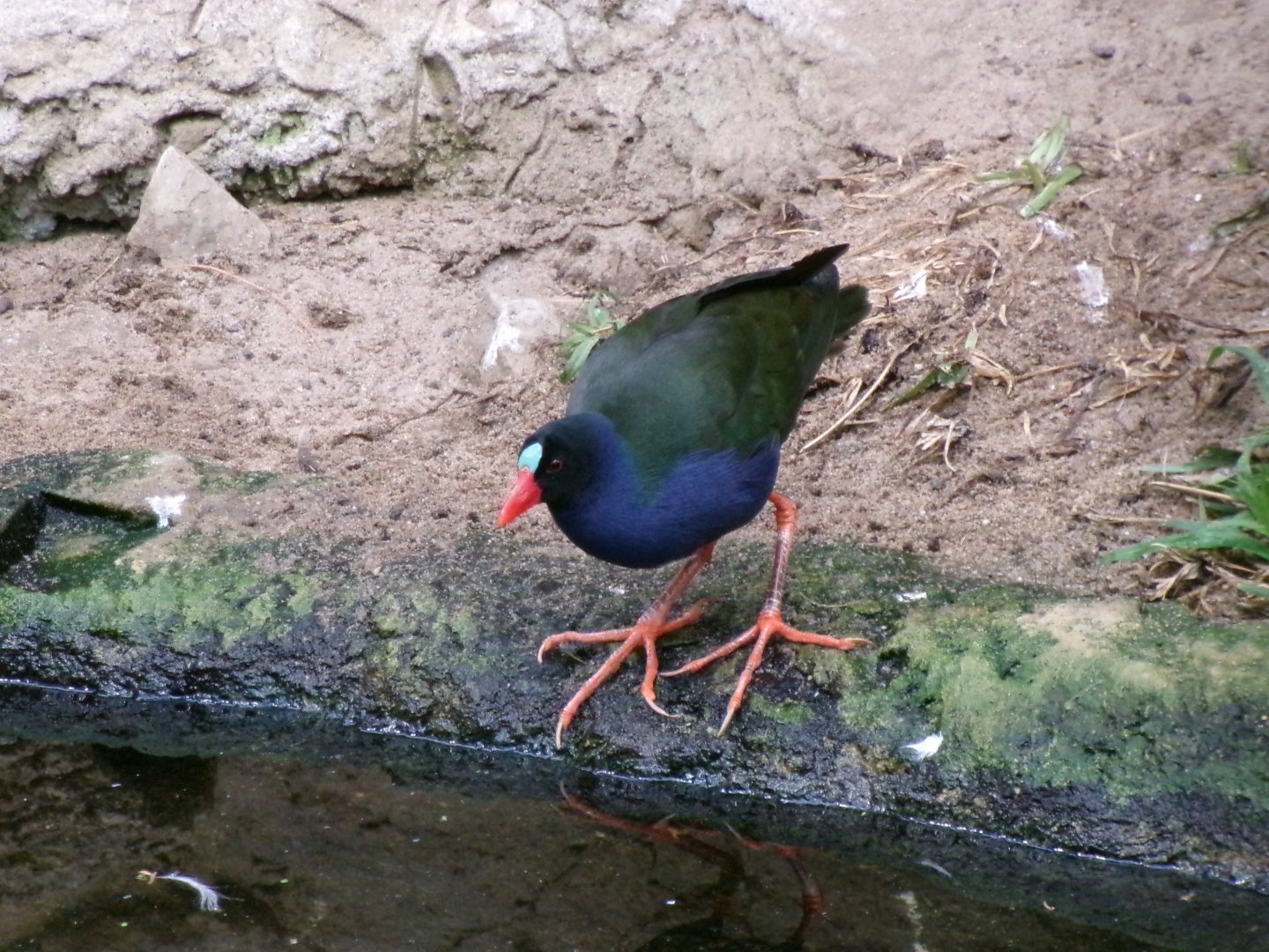 Allen's gallinule