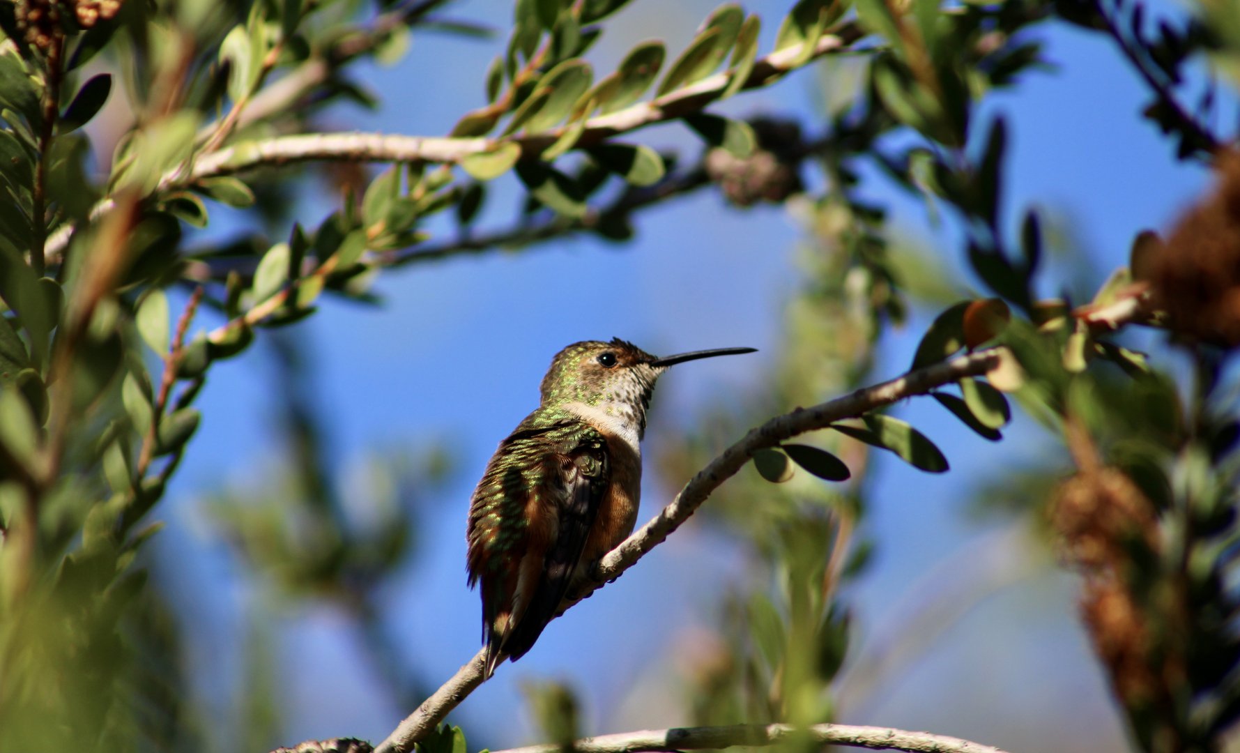 Allen's Hummingbird (Selasphorus sasin sasin) female wild