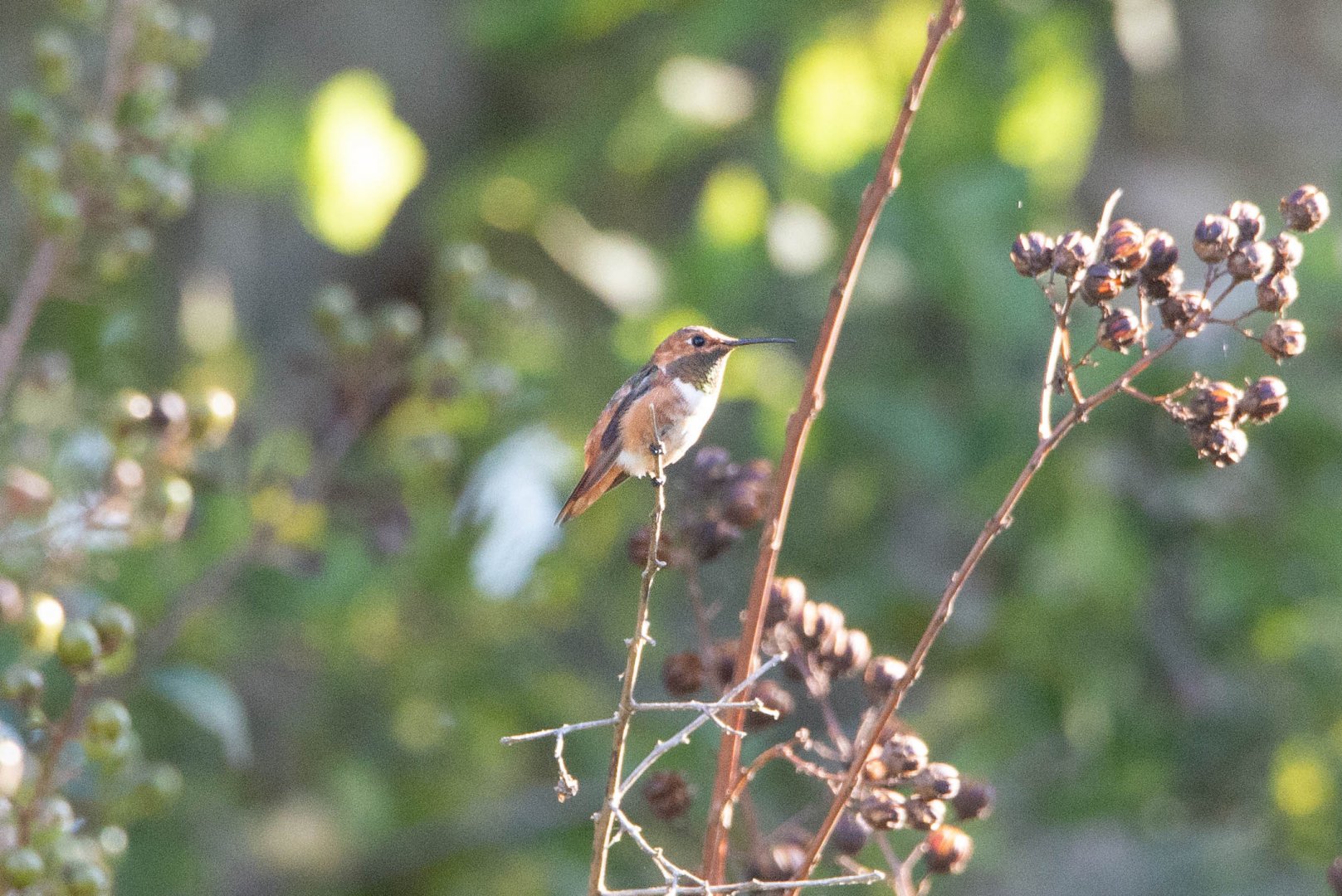 Allen's Hummingbird- Selasphorus sasin