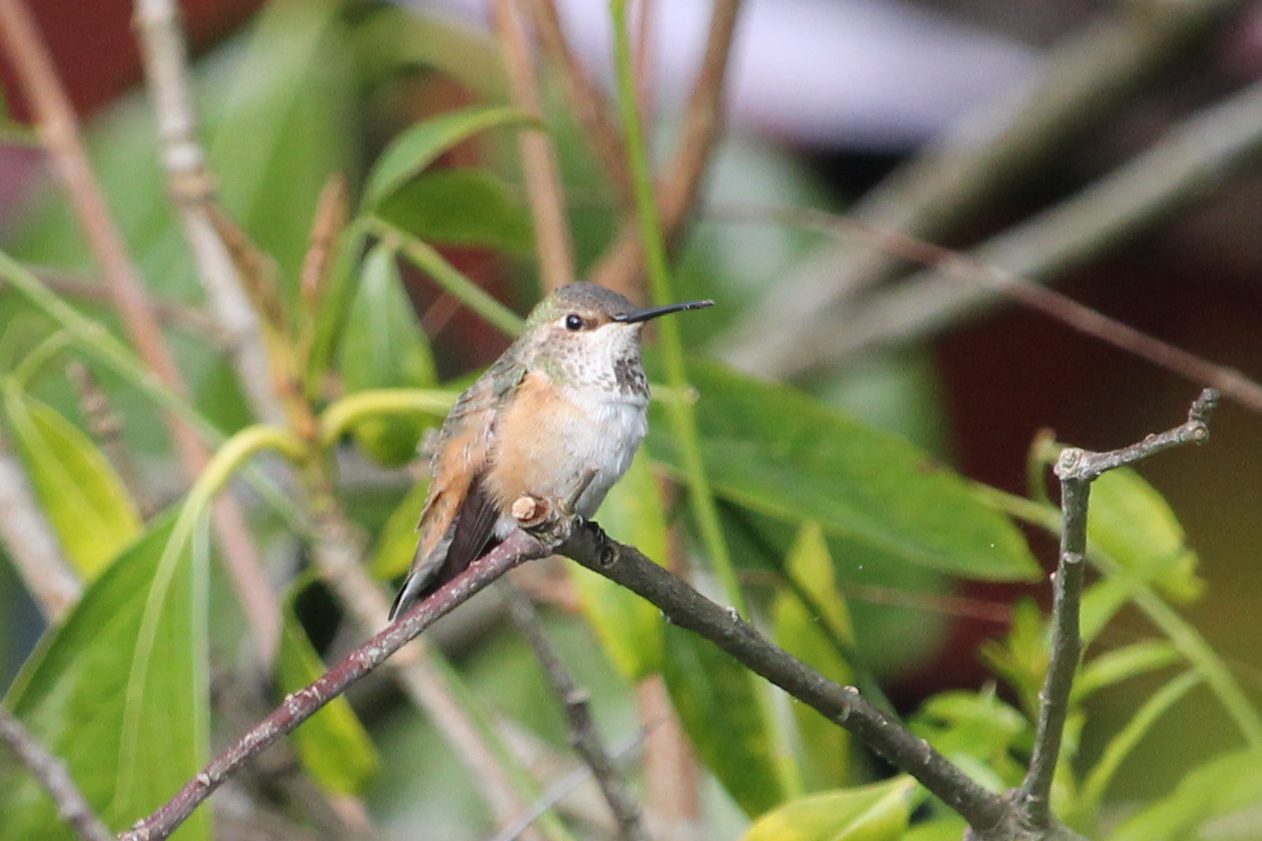 Allen’s Hummingbird (Selasphorus sasin)