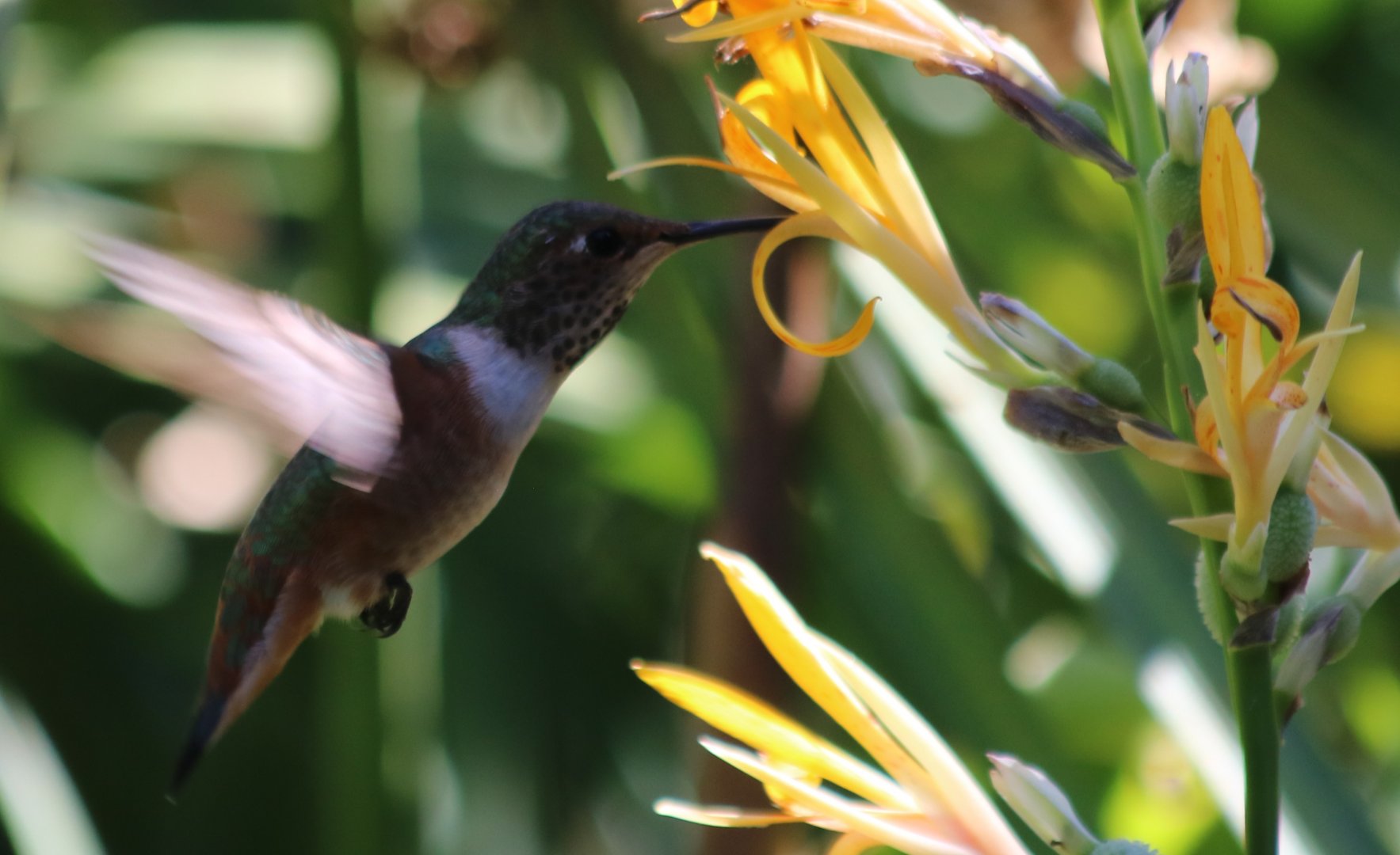 Allen's Hummingbird (Wild)