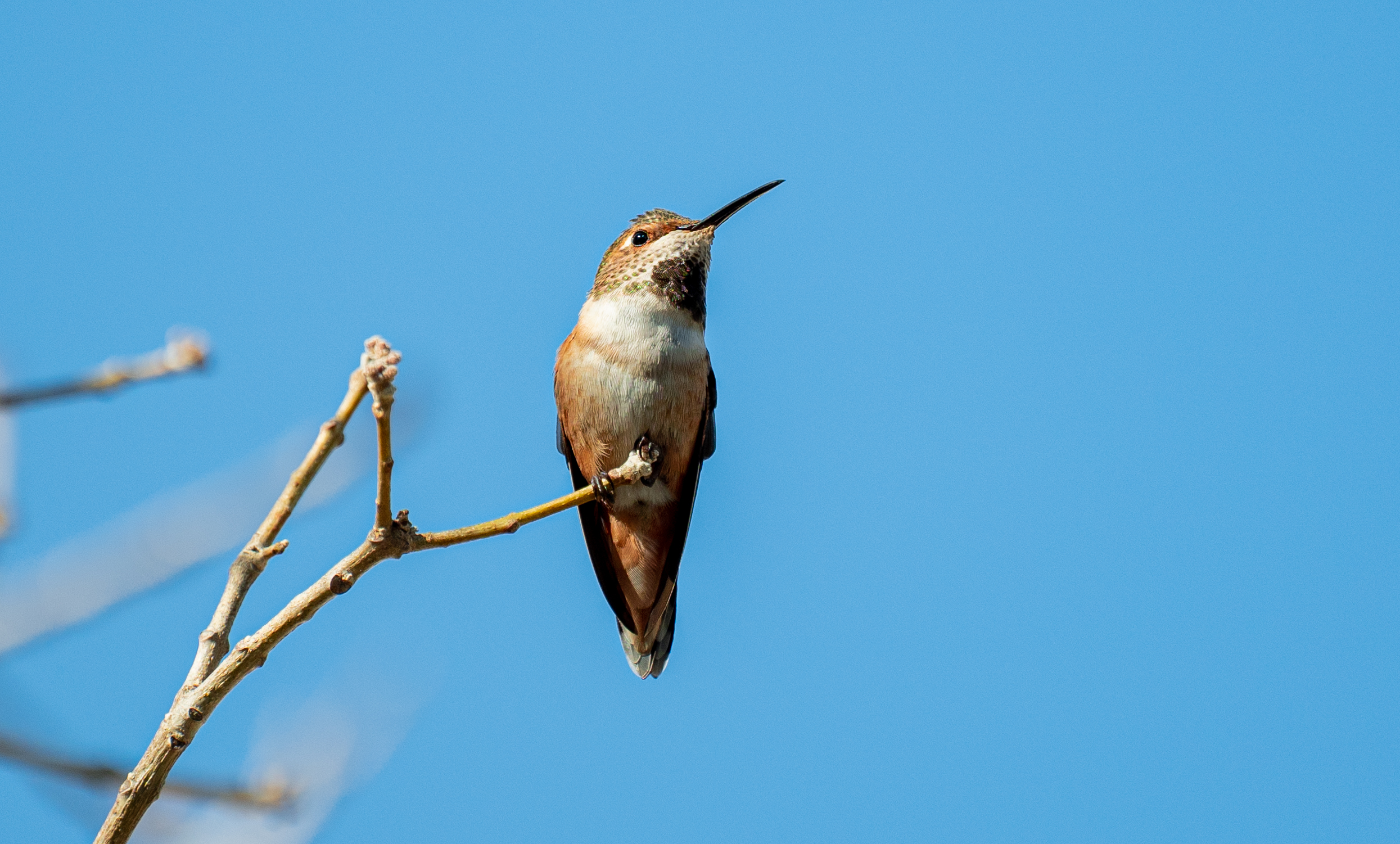 Allen’s Hummingbird