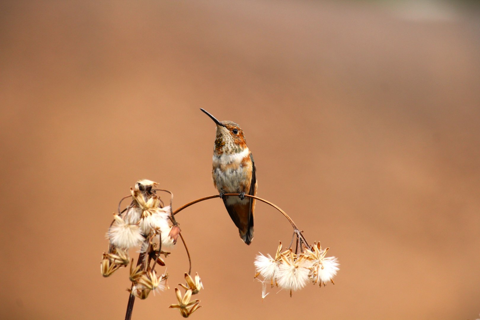 Allen's Hummingbird