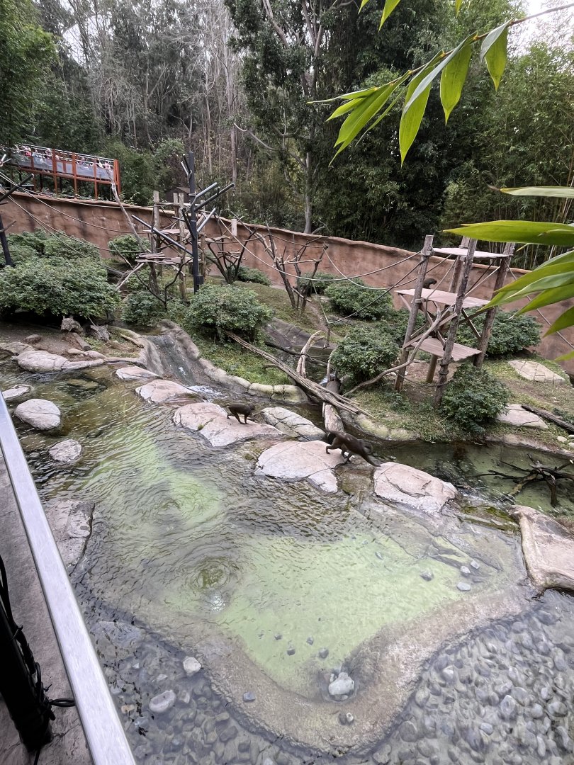 Allens swamp money and another monkey mixed species exhibit