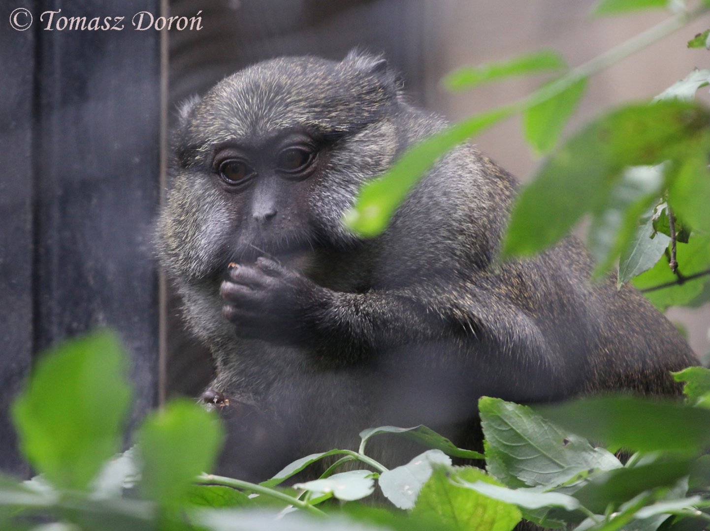 Allen's Swamp Monkey (Allenopithecus nigroviridis), last female, September 2017